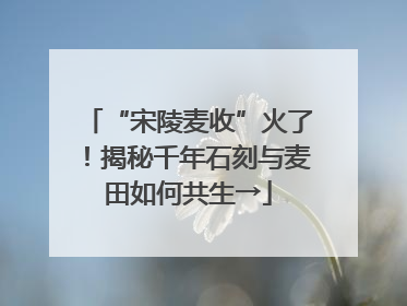 “宋陵麦收”火了！揭秘千年石刻与麦田如何共生→