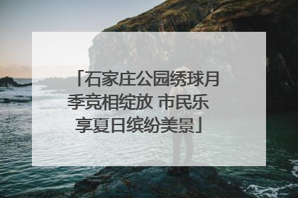 石家庄公园绣球月季竞相绽放 市民乐享夏日缤纷美景