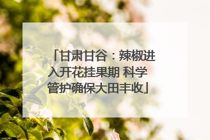 甘肃甘谷：辣椒进入开花挂果期 科学管护确保大田丰收