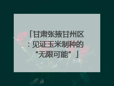 甘肃张掖甘州区：见证玉米制种的“无限可能”