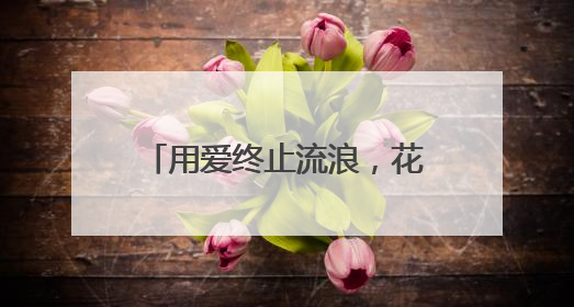 用爱终止流浪，花园街区里的“毛孩子”也想有个家