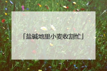 盐碱地里小麦收割忙