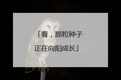看，那粒种子正在向阳成长