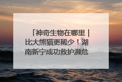 神奇生物在哪里｜比大熊猫更稀少！湖南新宁成功救护濒危鸟类海南鳽
