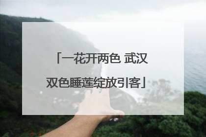 一花开两色 武汉双色睡莲绽放引客