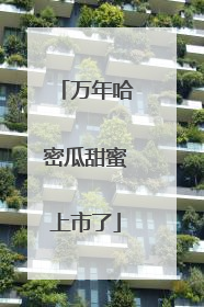万年哈密瓜甜蜜上市了