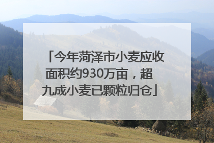 今年菏泽市小麦应收面积约930万亩，超九成小麦已颗粒归仓
