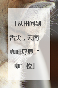 从田间到舌尖，云南咖啡尽显“咖”位