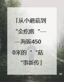 从小蘑菇到“金疙瘩“——海拔4500米的““菇“事新传