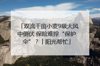 双流千亩小麦9级大风中倒伏 保险难撑“保护伞”？丨阳光帮忙