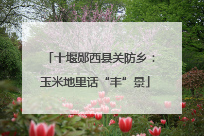 十堰郧西县关防乡：玉米地里话“丰”景