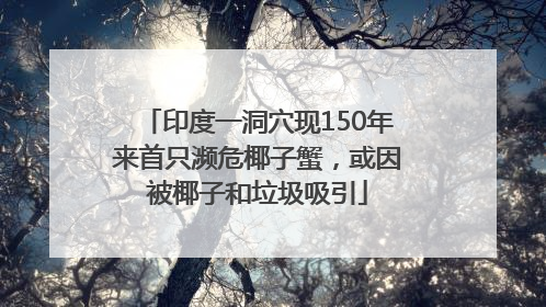 印度一洞穴现150年来首只濒危椰子蟹，或因被椰子和垃圾吸引