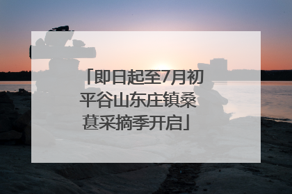 即日起至7月初 平谷山东庄镇桑葚采摘季开启