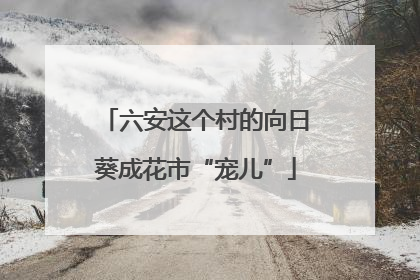 六安这个村的向日葵成花市“宠儿”
