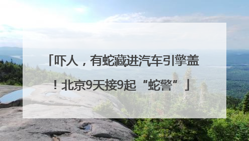 吓人，有蛇藏进汽车引擎盖！北京9天接9起“蛇警”