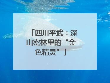 四川平武：深山密林里的“金色精灵”
