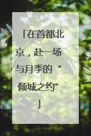 在首都北京，赴一场与月季的“倾城之约”