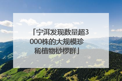 宁洱发现数量超3000株的大规模珍稀植物桫椤群