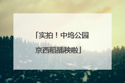 实拍！中坞公园京西稻插秧啦