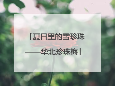 夏日里的雪珍珠——华北珍珠梅