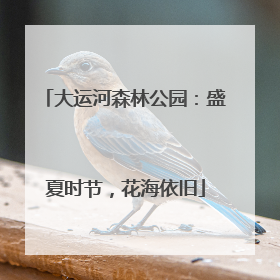 大运河森林公园：盛夏时节，花海依旧