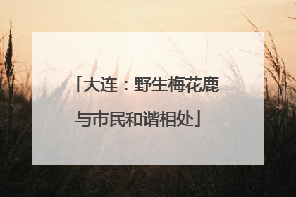 大连：野生梅花鹿与市民和谐相处