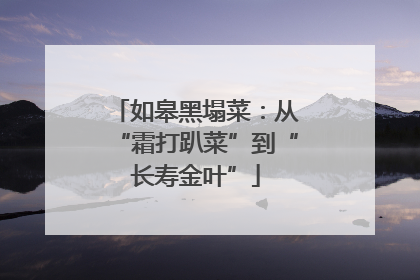 如皋黑塌菜：从“霜打趴菜”到“长寿金叶”