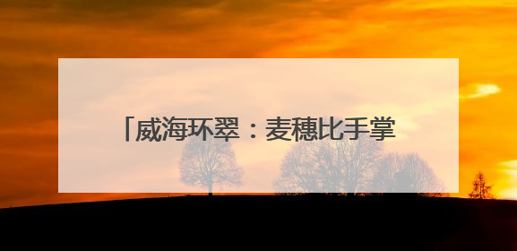 威海环翠：麦穗比手掌长！亩产高1倍 新品种“巨无霸”小麦丰收！