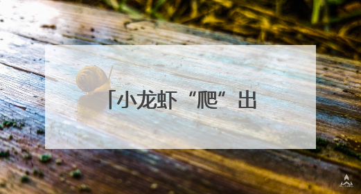 小龙虾“爬”出致富路 稻虾田“长”出金疙瘩