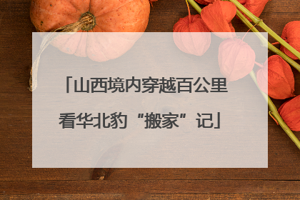 山西境内穿越百公里 看华北豹“搬家”记