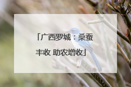 广西罗城：桑蚕丰收 助农增收