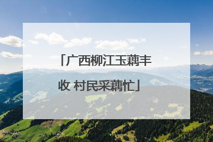 广西柳江玉藕丰收 村民采藕忙