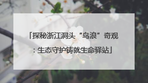探秘浙江洞头“鸟浪”奇观：生态守护铸就生命驿站