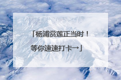 杨浦赏莲正当时！等你速速打卡→