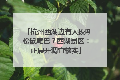 杭州西湖边有人拔断松鼠尾巴？西湖景区：正展开调查核实