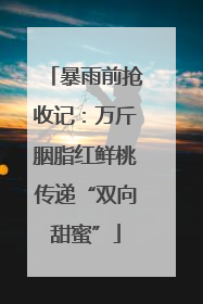 暴雨前抢收记：万斤胭脂红鲜桃传递“双向甜蜜”