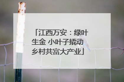 江西万安：绿叶生金 小叶子撬动乡村共富大产业