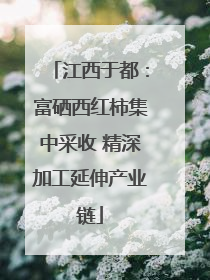 江西于都：富硒西红柿集中采收 精深加工延伸产业链