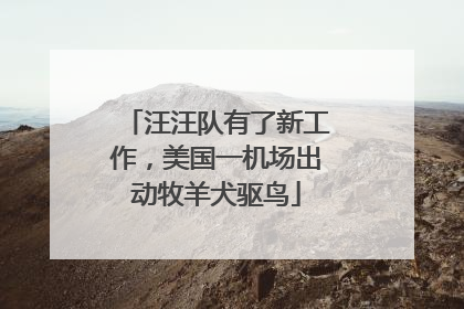 汪汪队有了新工作，美国一机场出动牧羊犬驱鸟