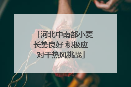 河北中南部小麦长势良好 积极应对干热风挑战