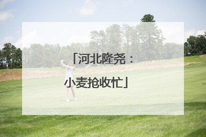 河北隆尧：小麦抢收忙