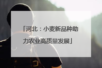 河北：小麦新品种助力农业高质量发展