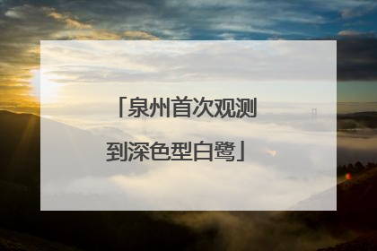 泉州首次观测到深色型白鹭