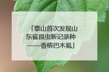 泰山首次发现山东省昆虫新记录种——香椿巴木虱