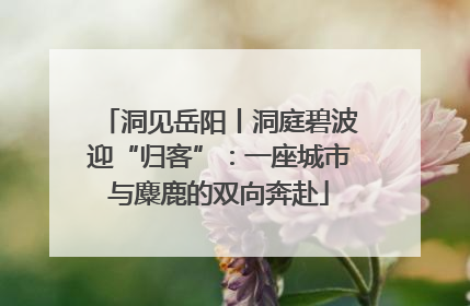 洞见岳阳丨洞庭碧波迎“归客”：一座城市与麋鹿的双向奔赴