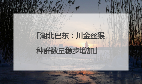 湖北巴东：川金丝猴种群数量稳步增加