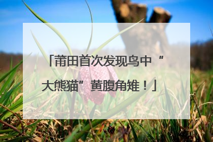 莆田首次发现鸟中“大熊猫”黄腹角雉！