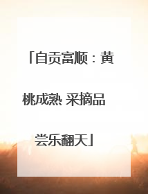 自贡富顺：黄桃成熟 采摘品尝乐翻天