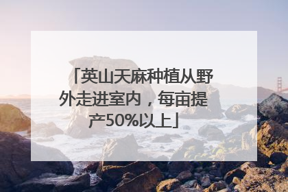 英山天麻种植从野外走进室内，每亩提产50%以上