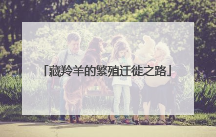 藏羚羊的繁殖迁徙之路